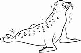 Seehund Ausmalen Pinnwand Kuendigs sketch template