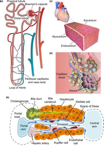 Tissue Engineering Toward Organ Specific Regeneration And Disease