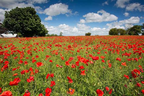 somerset fields grow rare 12 acre bounty of beautiful red poppies daily star