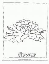 Botany Chrysanths sketch template