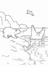 Polar Ijsbeer Lars Kleurplaten Plume Ursinho Osito Polaire Kleurplatenenzo Ours Coloriez Piuma Orsetto Polare Supercoloring Ursos Poolgebieden Dieren Choisis Tes sketch template