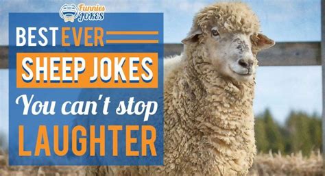 Sheep Jokes Jokes Ice Breaker Jokes Laughter