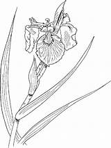 Iris Flower Coloring Pages Clipart Clip Comments Library sketch template