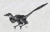 Microraptor Gui Robthedoodler Coloring Gliding Prehistoric Paleo sketch template