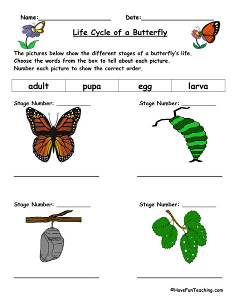 butterfly life cycle worksheet  fun teaching