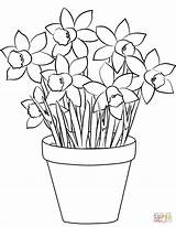 Coloring Daffodils Pages Printable Color Daffodil Flower Flowers Vase Drawing Supercoloring Pot Bouquet Paper sketch template