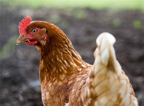 chicken breeds   small farm  backyard flock