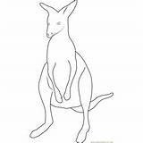 Kangaroo Kanga Coloringpages101 sketch template
