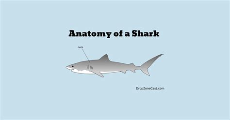 anatomy   shark anatomy   shark  shirt teepublic
