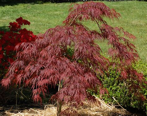 crimson queen japanese maple care  growing guide