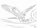 Falcon Coloring Pages Peregrine Printable Kids Adults Hawk Drawing Falcons Bird Animal sketch template