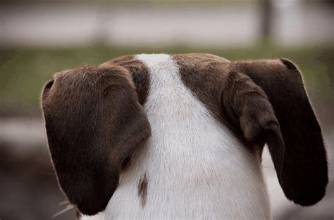 dogs communicate   ears hubpages
