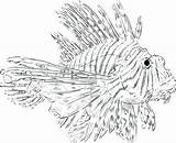 Lionfish Coloring Getdrawings Printable Getcolorings Print Pages Color sketch template