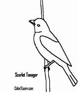 Tanager Scarlet Designlooter sketch template