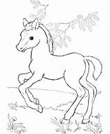Horse Coloring Pages Baby Cute Printable Color Spirit Lego Kids Drawing Disney Print Pretty Friends Stallion Detailed Horses Getdrawings Cimarron sketch template