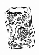 Celula Vegetal Procariota Dibujo Animal sketch template