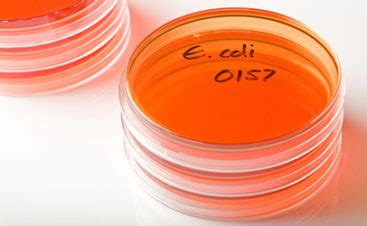 scientists find promising results  study   coli treatment food safety news