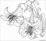 Pages Lily Blossom Coloring Flower Color sketch template