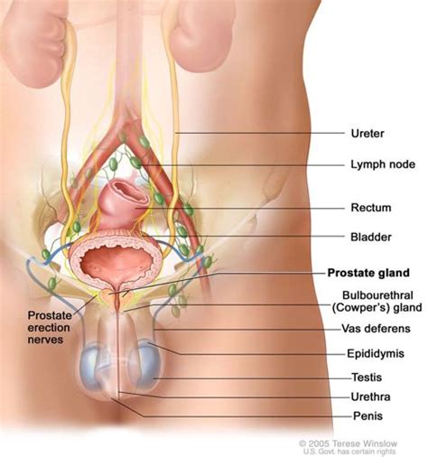 Sex And Prostate Health What You Need To Know For Optimum