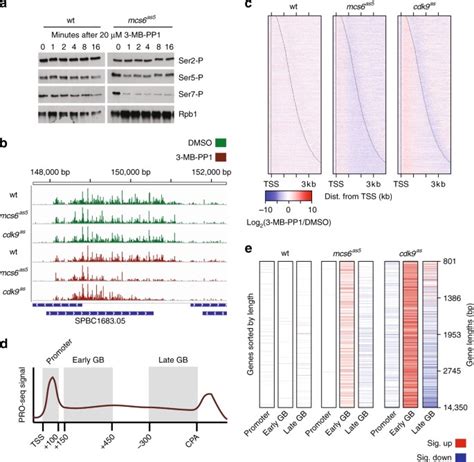 cdk regulates  promoter proximal checkpoint  modulate rna