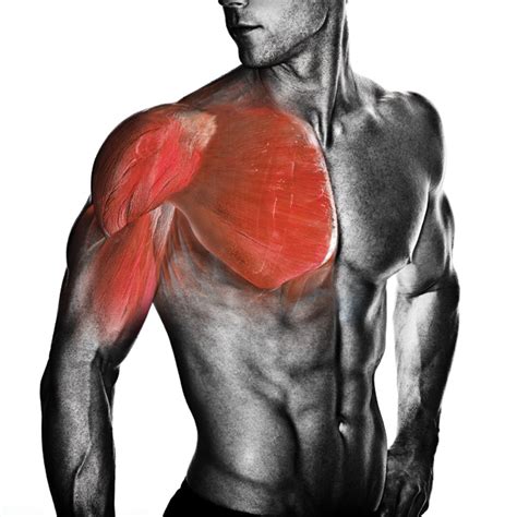 chest muscles anatomy shockingfitcom  mario tomic