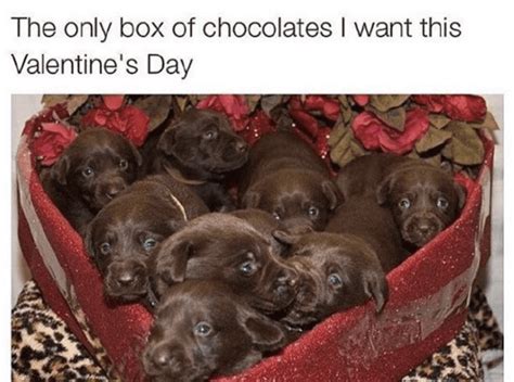 28 Sweet And Funny Valentines Day Memes Next Luxury
