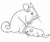 Chinchilla Coloring Baby Pages Mother Chinchillas Drawing Categories sketch template