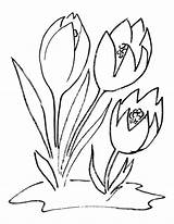 Crocus Coloring Flower Bulb Pages Template Printable Drawing Drawings sketch template