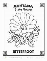 Montana State Flower Drawing Coloring Pages Bitterroot Nevada Worksheets Worksheet Education Getdrawings School Do sketch template
