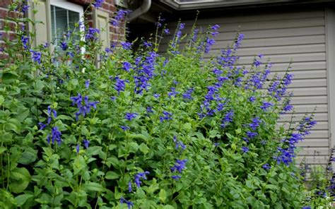 Buy Black And Blue Salvia Guaranitica Free Shipping 2