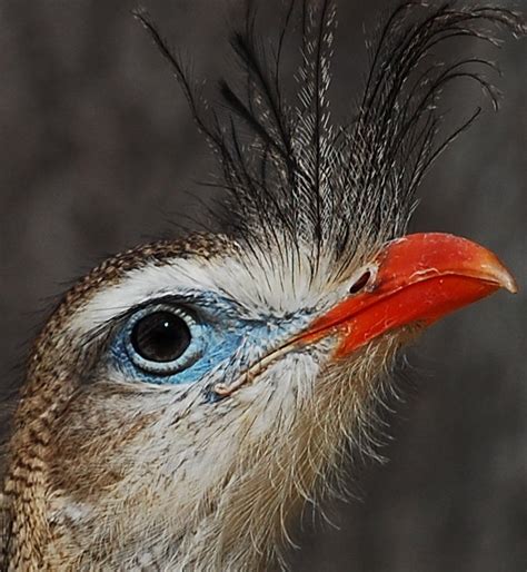close    bird  blue eyes  feathers   head