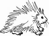 Porcupine Coloring Pages Clipart Squirrel Clip Porcupines Drawing Cliparts Printable Cartoon Easy Cute Kids Da Line Istrice Disegno Shamu Google sketch template
