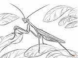 Mantis Praying Coloring Pages African Drawing Printable Animals Tattoo Sketch Color Orchid Animal sketch template