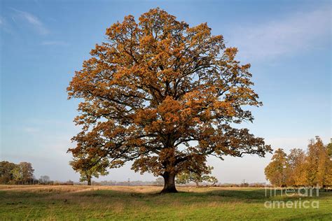 mighty seasonal oak autumn photograph  tim gainey pixels