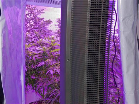 making  cheap indoor grow room  marijuana