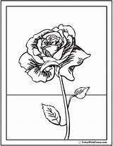 Coloring Rose Pages Printable Detailed Pdf Stem Long Printables Colorwithfuzzy sketch template