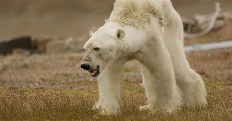 viral video show  polar bear starving  death snopescom