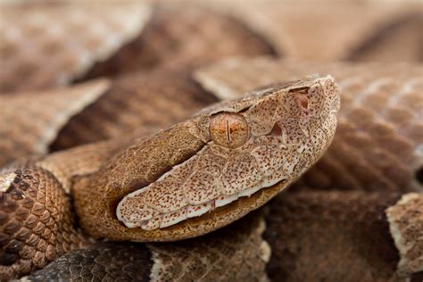 southern copperhead rsnakes