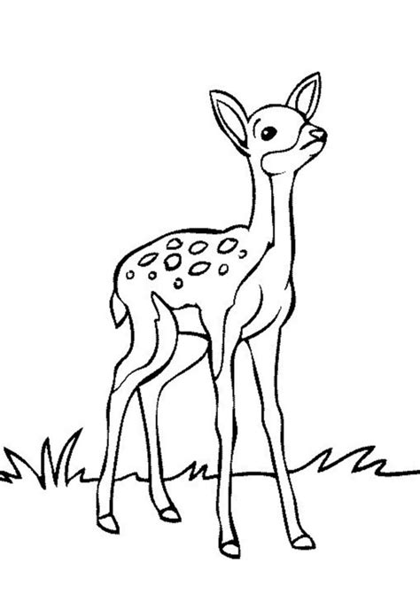 easy  print deer coloring pages tulamama