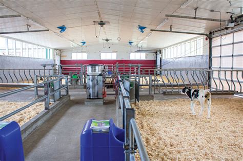 milking feeding  bedding management   consistent  hogendoorn dairy progressive