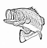 Bass Fish Coloring Pages Sketch Drawing Largemouth Mouth Large Fishing Color Printable Boat Tocolor Getdrawings Getcolorings Sea Drawings sketch template