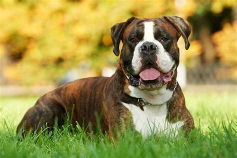 boxer dog breed profile weight size lifespan shedding