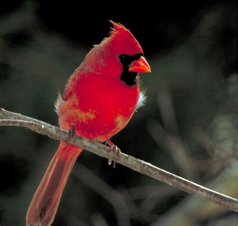 cardinal bird photo photo hub