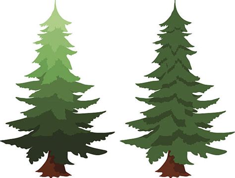 douglas fir trees stock vectors istock