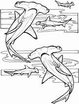 Hammerhead Coloring Shark Pages Sharks Ocean Color Supercoloring Marine Underwater Animal sketch template