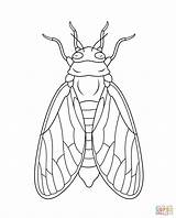 Cicada Coloring Pages Drawing Printable Supercoloring Cicadas Line Super Insect Illustration Drawings Insects Bugs Tattoo Wings sketch template