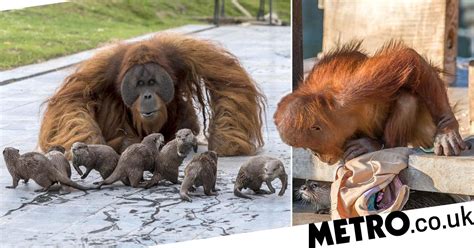 orangutans  otters living   belgium zoo  besties metro news