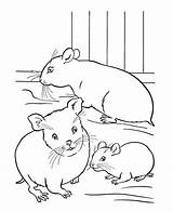 Coloring Hamster Pages Pet Hamsters Sheets Printable Pets Cage Kids Honkingdonkey Color Coloriage Activity Imprimer Print Family Cute Activities Popular sketch template
