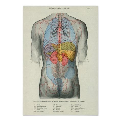 human surface anatomy relation  organs poster zazzle