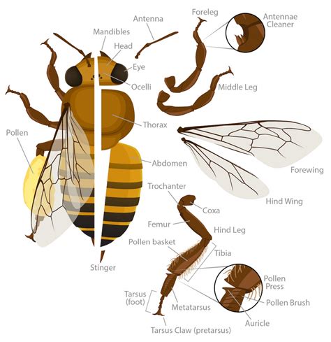 honey bee anatomy   biologist
